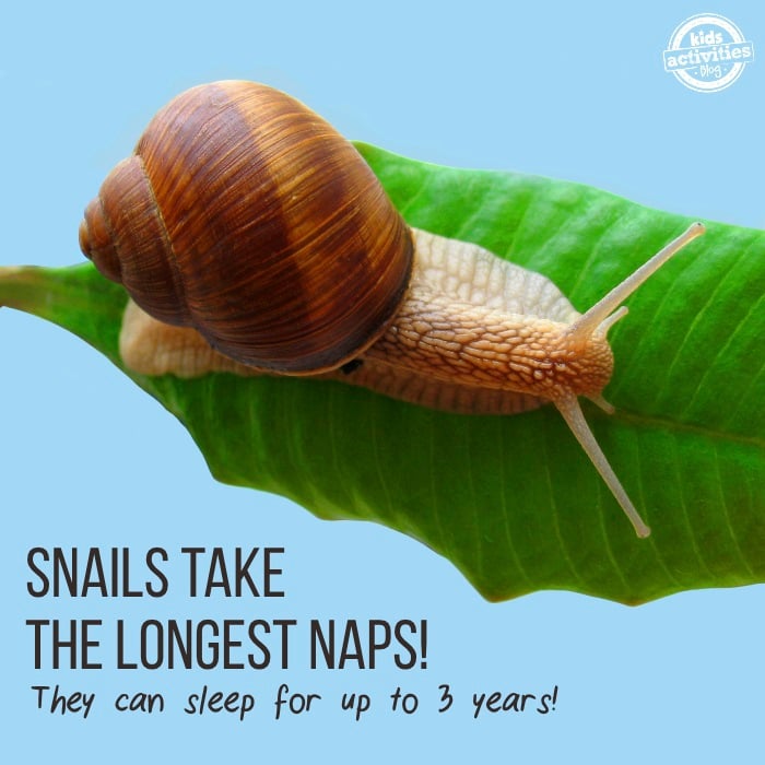 50 facts you didn't know - snails nap the longest! Fun fact that snails can sleep for 3 years with a snail on a leaf pictured. Kids Activities Blog